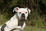 BOULEDOGUE AMERICAIN 313